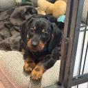 Dachshund (Miniature Smooth Haired)