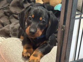 Dachshund (Miniature Smooth Haired)