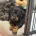 Dachshund (Smooth Haired)