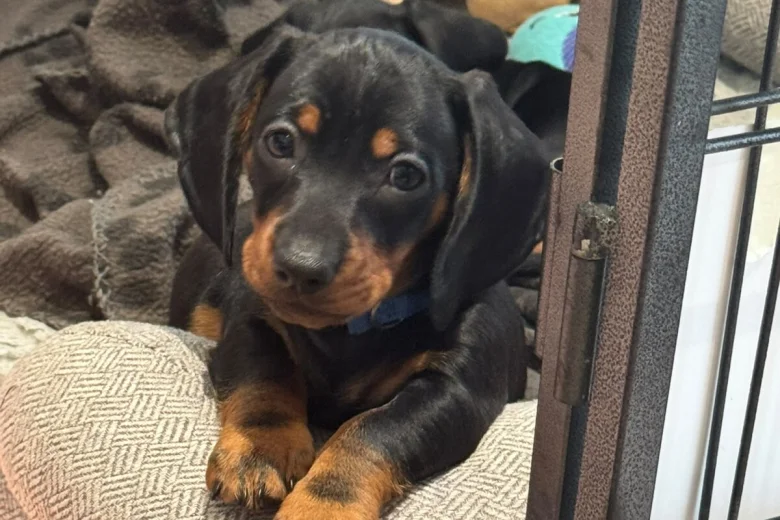 Dachshund (Miniature Smooth Haired)