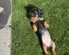 Dachshund (Miniature Smooth Haired)