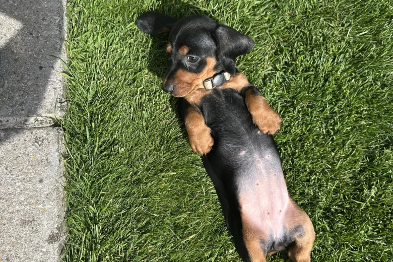 Dachshund (Miniature Smooth Haired)