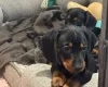 Dachshund (Miniature Smooth Haired)