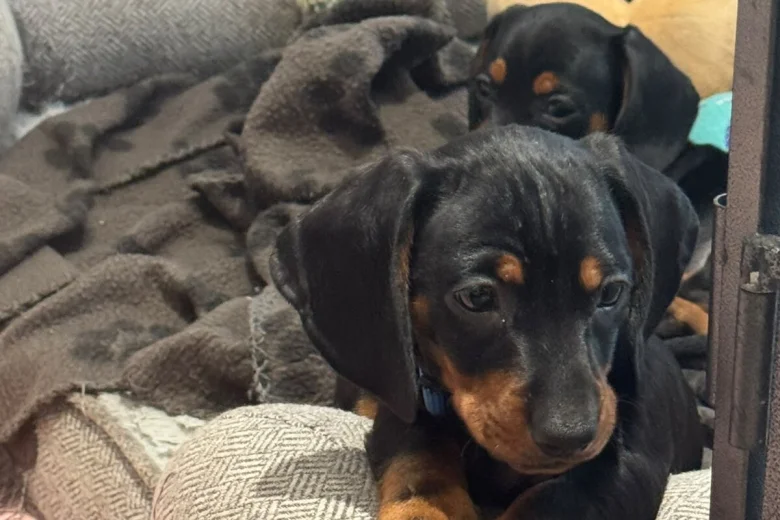 Dachshund (Miniature Smooth Haired)