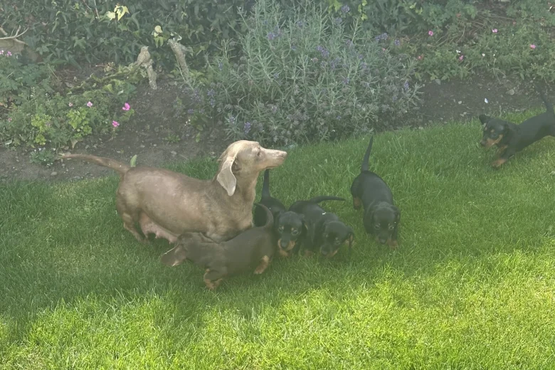 Dachshund (Miniature Smooth Haired)