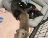 Dachshund (Miniature Smooth Haired)