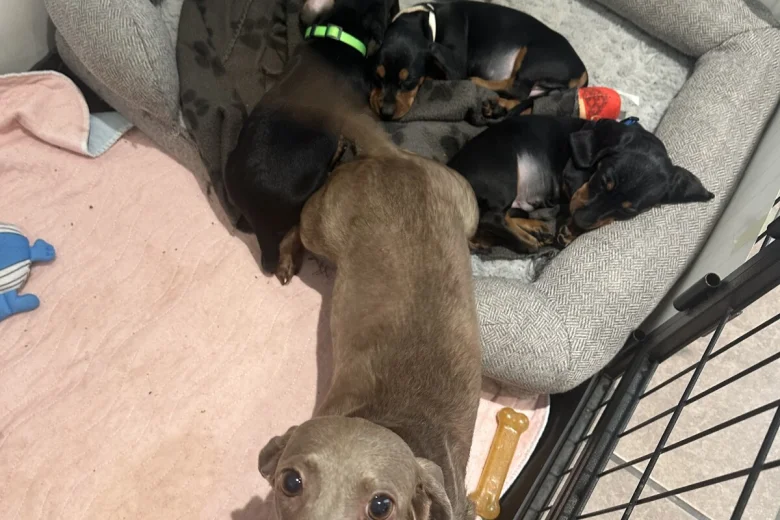 Dachshund (Miniature Smooth Haired)