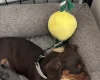 Dachshund (Miniature Smooth Haired)