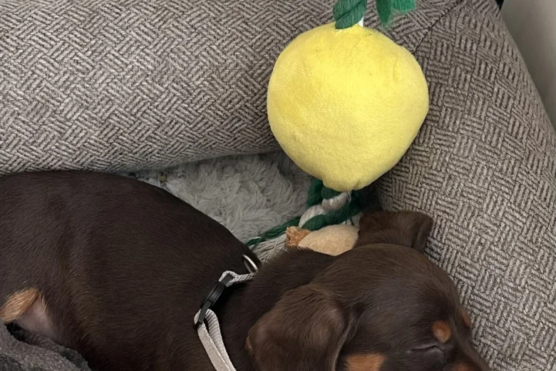 Dachshund (Miniature Smooth Haired)