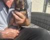Dachshund (Miniature Smooth Haired)