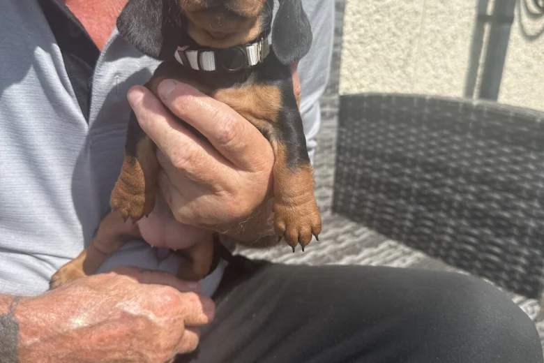 Dachshund (Miniature Smooth Haired)