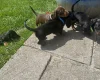 Dachshund (Miniature Smooth Haired)