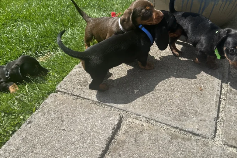 Dachshund (Miniature Smooth Haired)