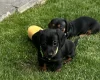 Dachshund (Miniature Smooth Haired)