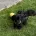 Dachshund (Miniature Smooth Haired)
