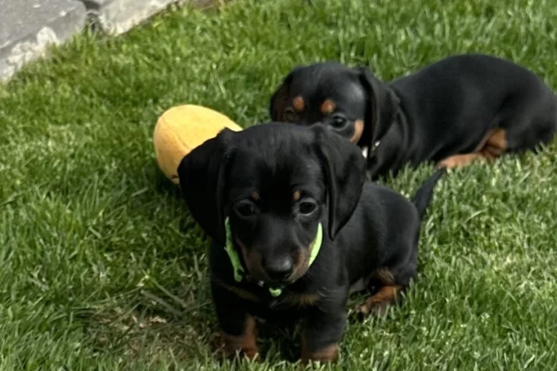 Dachshund (Miniature Smooth Haired)
