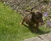 Dachshund (Miniature Smooth Haired)