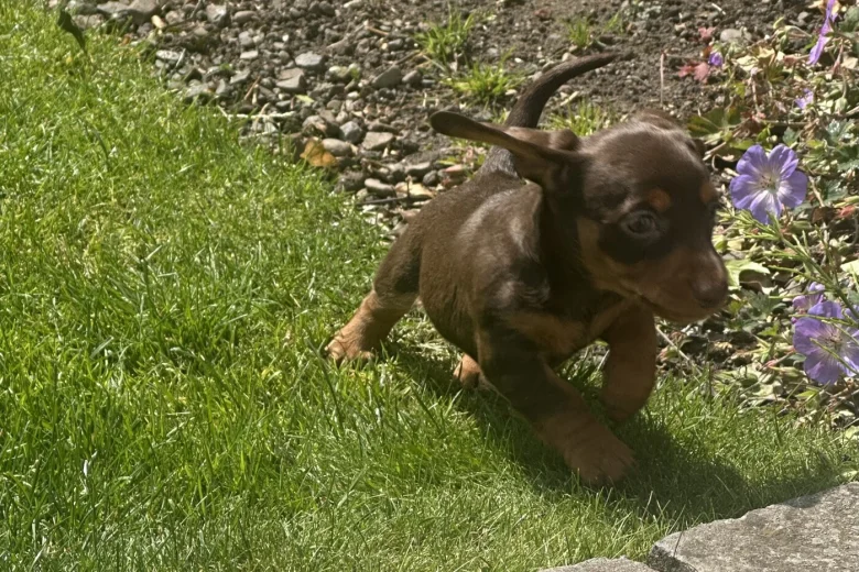 Dachshund (Miniature Smooth Haired)