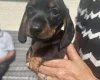 Dachshund (Miniature Smooth Haired)