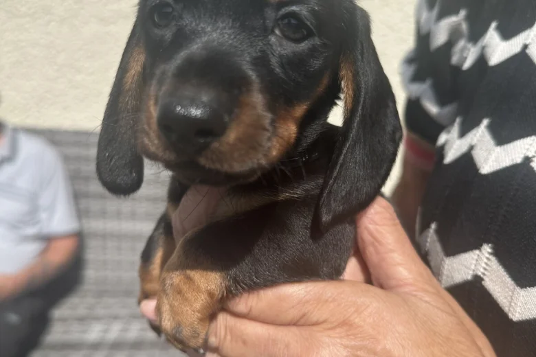 Dachshund (Miniature Smooth Haired)