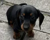 Dachshund (Miniature Smooth Haired)