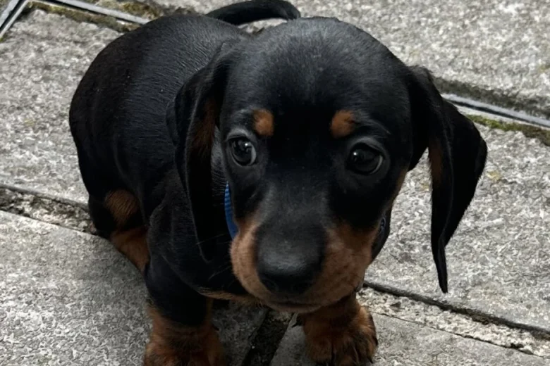 Dachshund (Miniature Smooth Haired)
