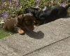 Dachshund (Miniature Smooth Haired)