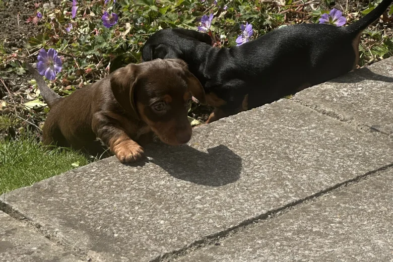 Dachshund (Miniature Smooth Haired)