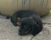 Dachshund (Miniature Smooth Haired)