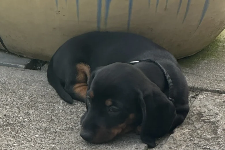 Dachshund (Miniature Smooth Haired)