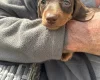 Dachshund (Miniature Smooth Haired)