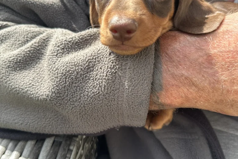 Dachshund (Miniature Smooth Haired)