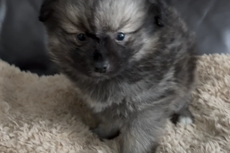Pomeranian
