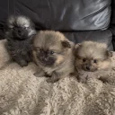 Pomeranian