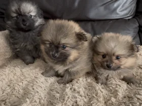 Pomeranian