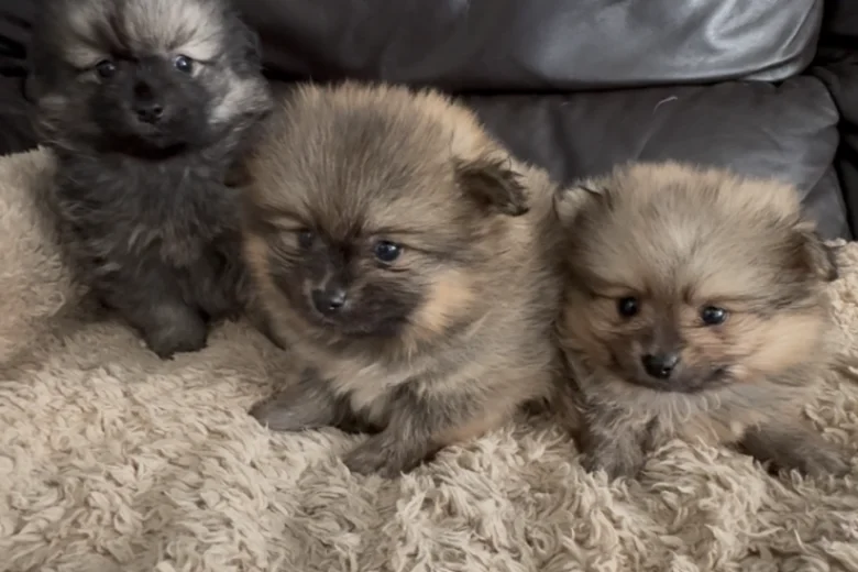 Pomeranian