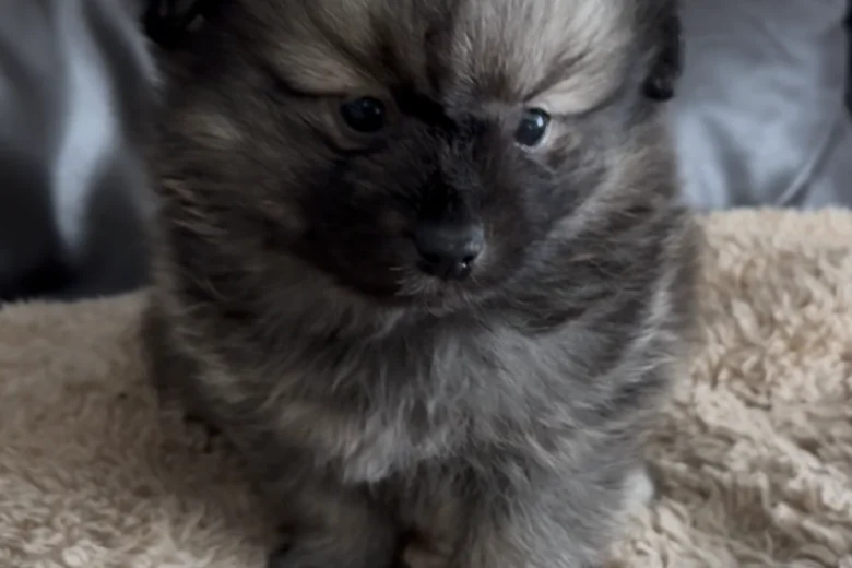Pomeranian