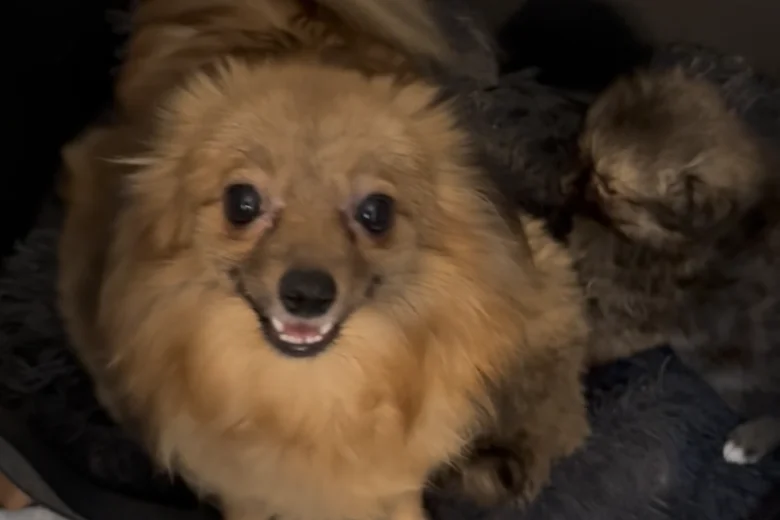 Pomeranian