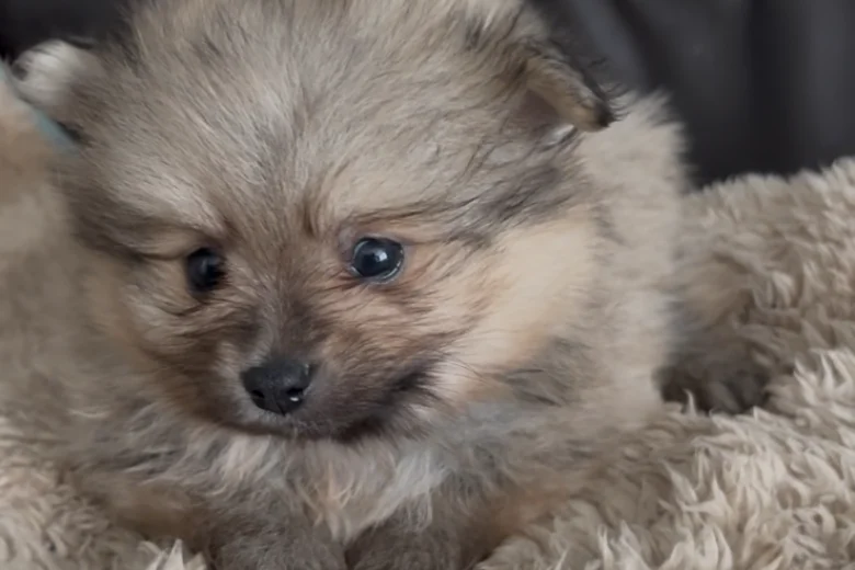 Pomeranian