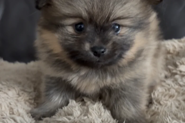 Pomeranian