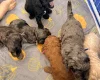 Cockapoo
