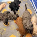 Cockapoo