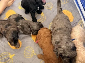 Cockapoo
