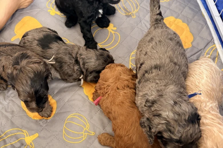 Cockapoo