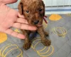 Cockapoo