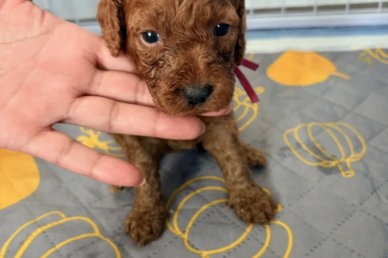 Cockapoo