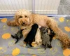 Cockapoo