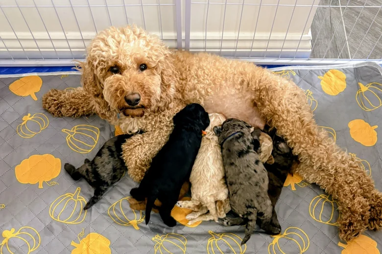 Cockapoo