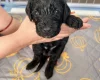 Cockapoo