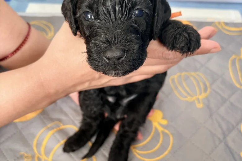 Cockapoo